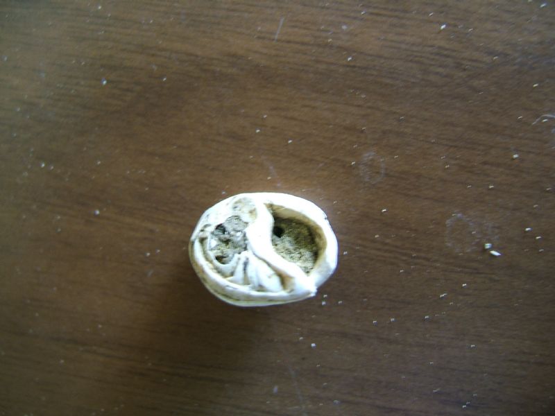 Identificazione fossili