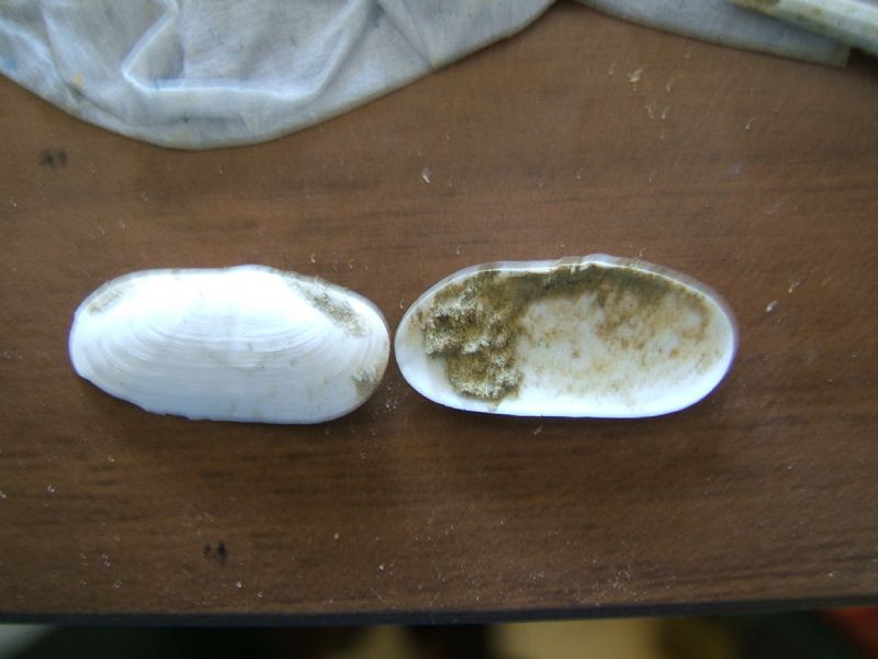 Identificazione fossili