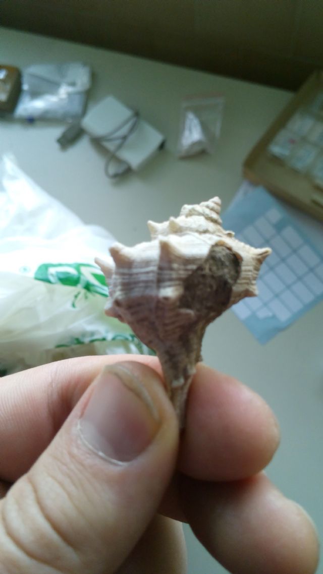 Cosa � accaduto a questo Bolinus?