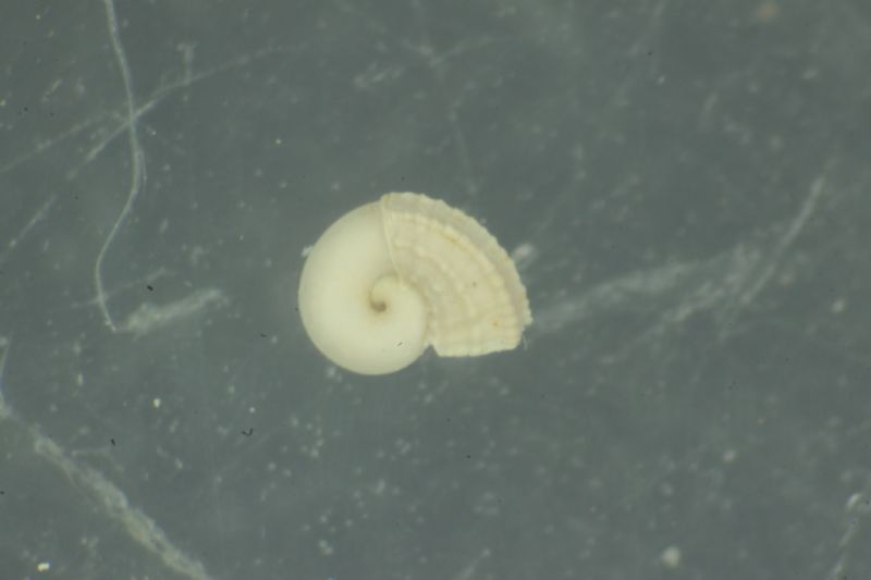 Dasyskenea pleistocenica???