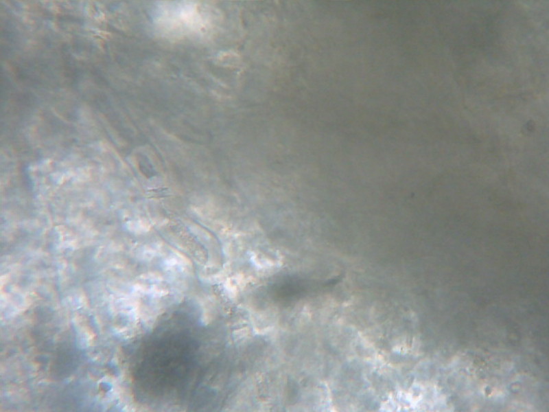 Info muffa dell''arancia