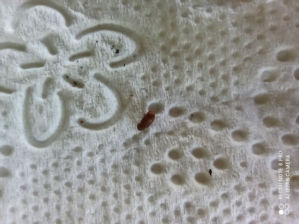 Piccoli insetti neri e marroni in casa: anobide delle derrate.