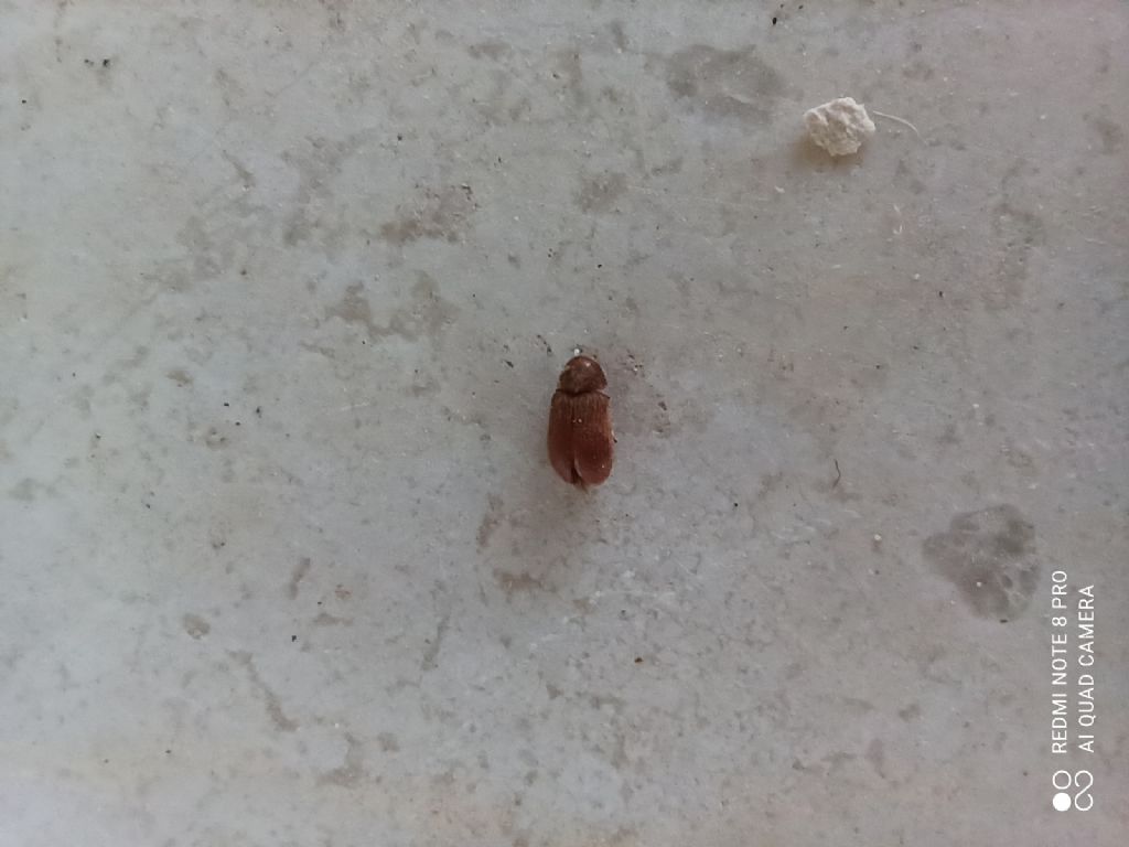 Piccoli insetti ovunque