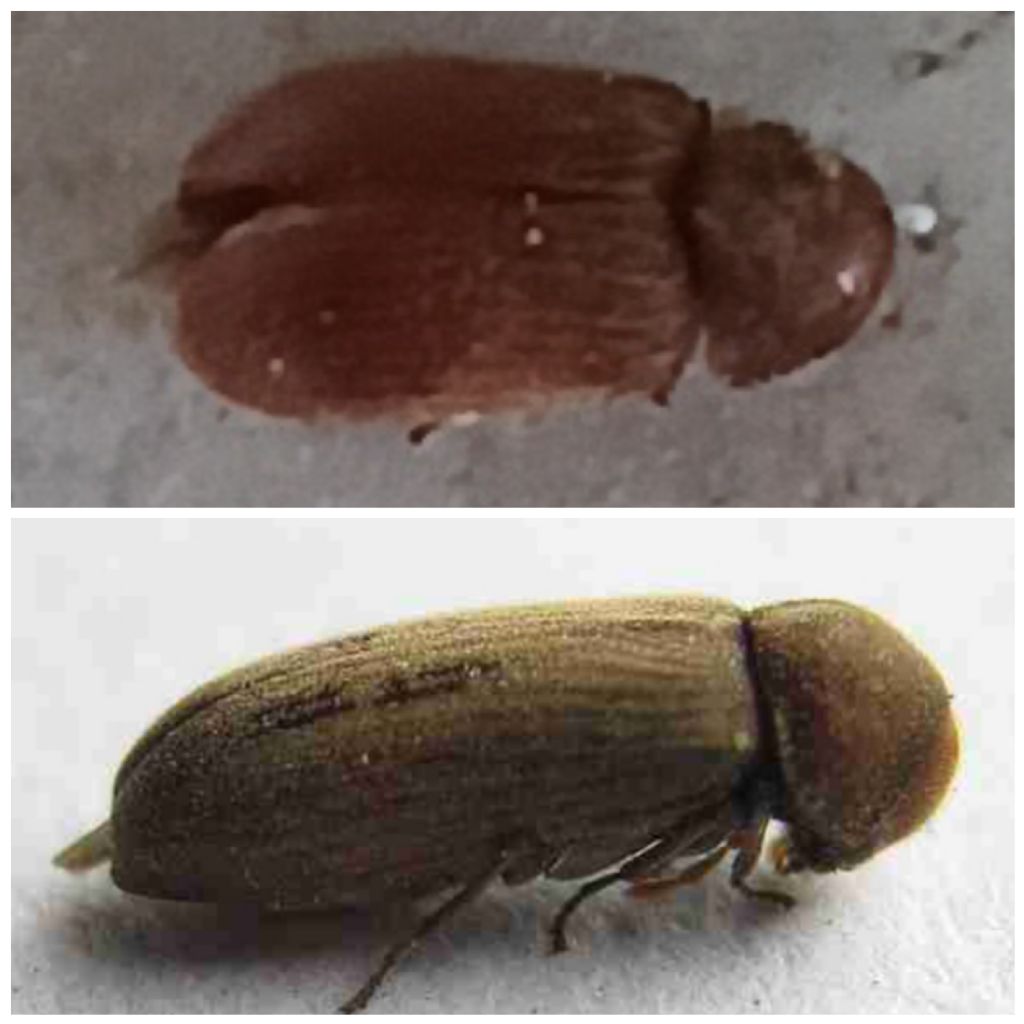 Piccoli insetti neri e marroni in casa: anobide delle derrate.