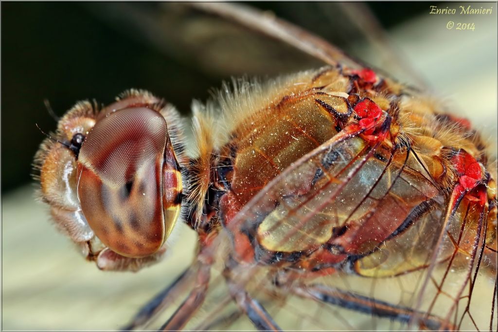 Parliamo di: Scheda Sympetrum striolatum