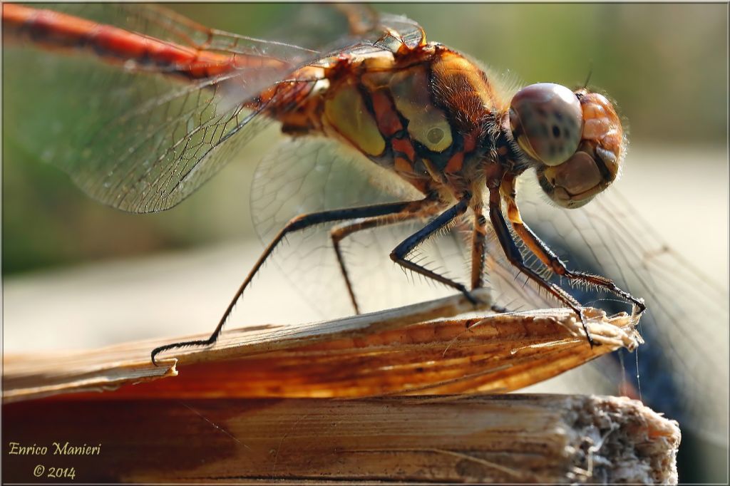 Parliamo di: Scheda Sympetrum striolatum