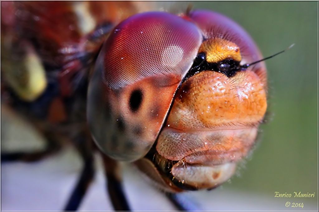 Parliamo di: Scheda Sympetrum striolatum