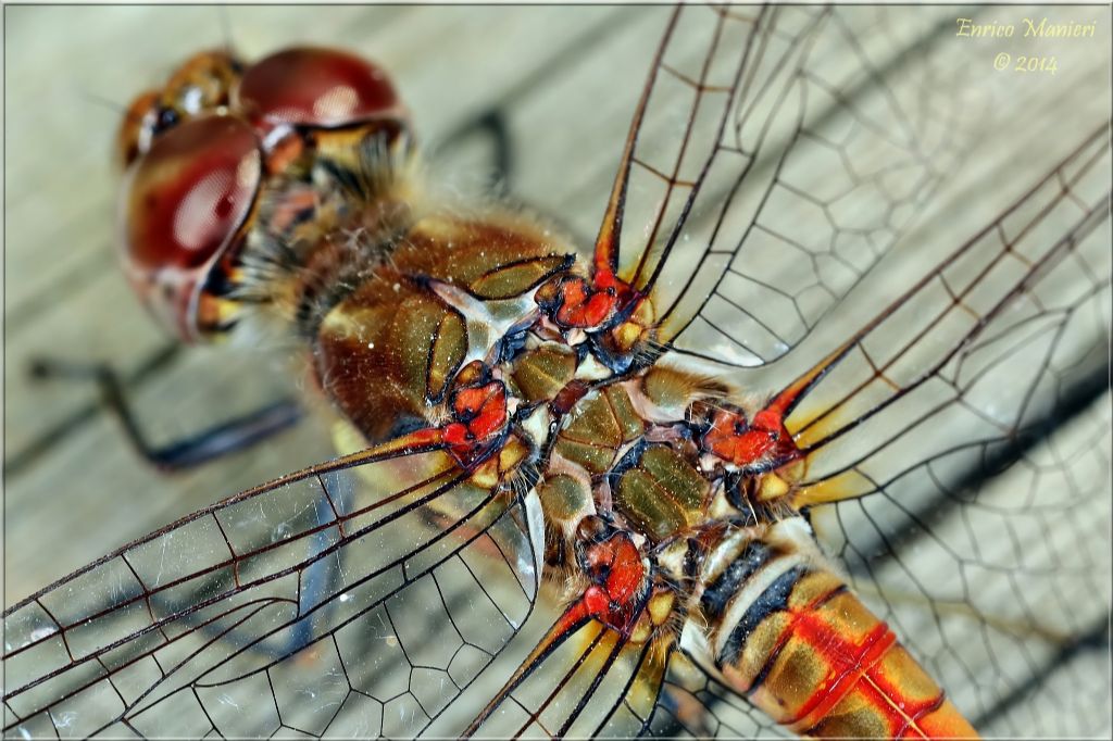 Parliamo di: Scheda Sympetrum striolatum