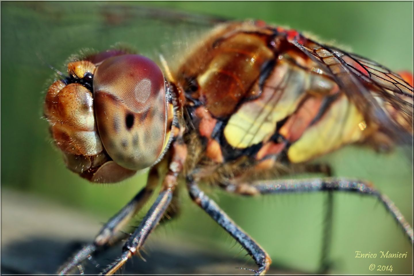 Parliamo di: Scheda Sympetrum striolatum