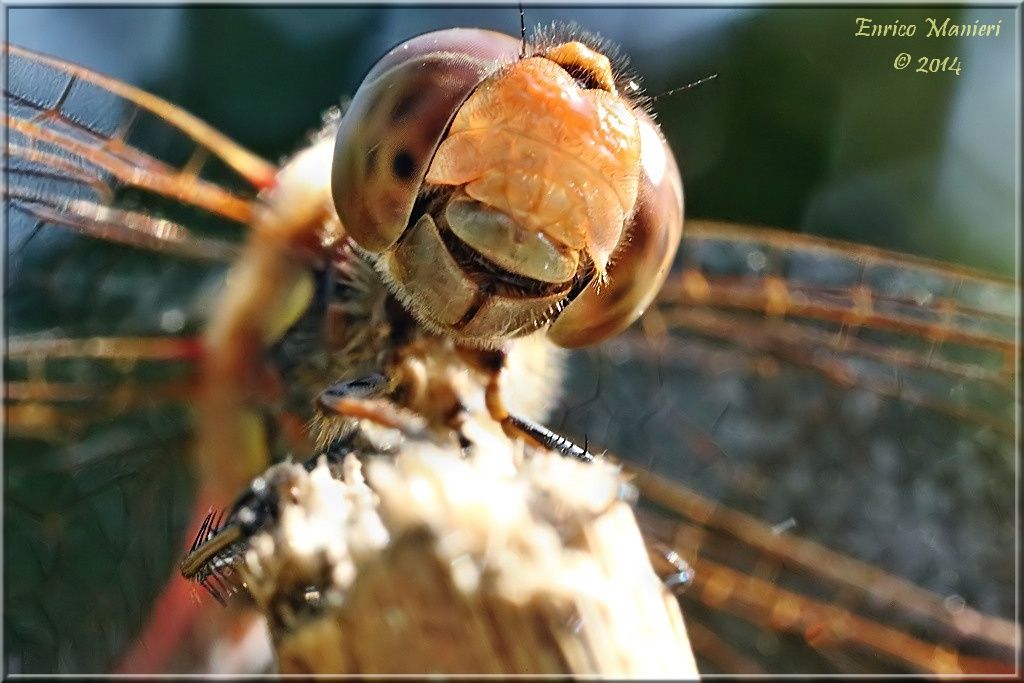 Parliamo di: Scheda Sympetrum striolatum