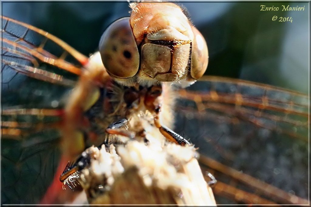 Parliamo di: Scheda Sympetrum striolatum