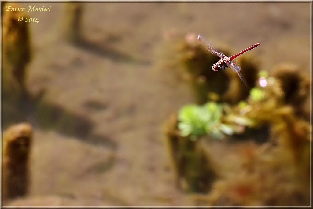 Parliamo di: Scheda Sympetrum striolatum