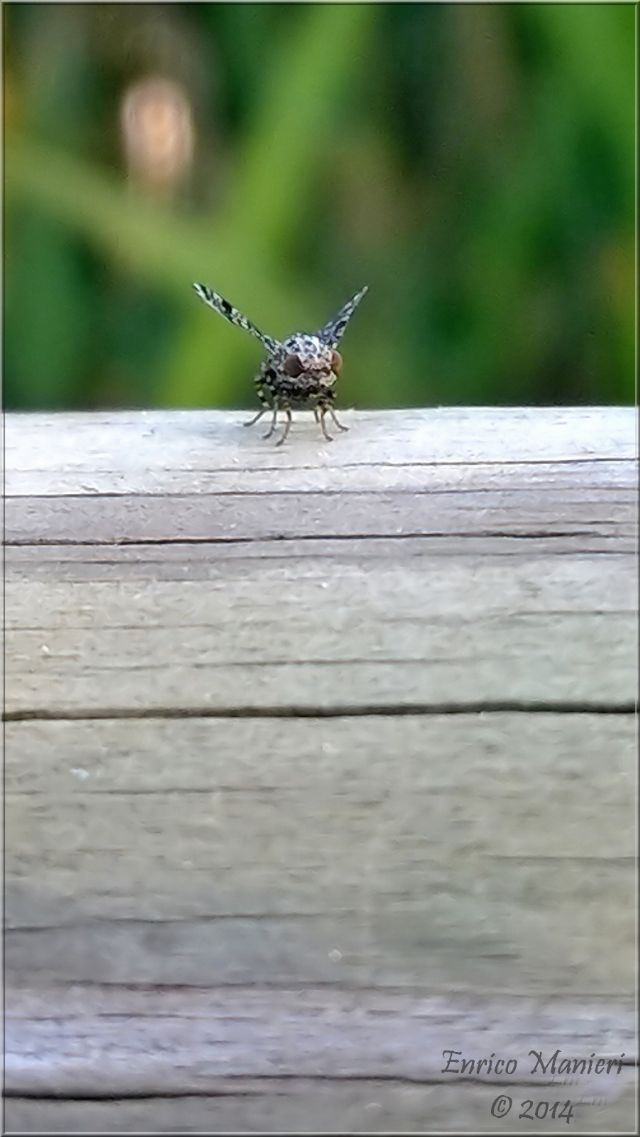 Callopistromyia annulipes - Ulidiidae