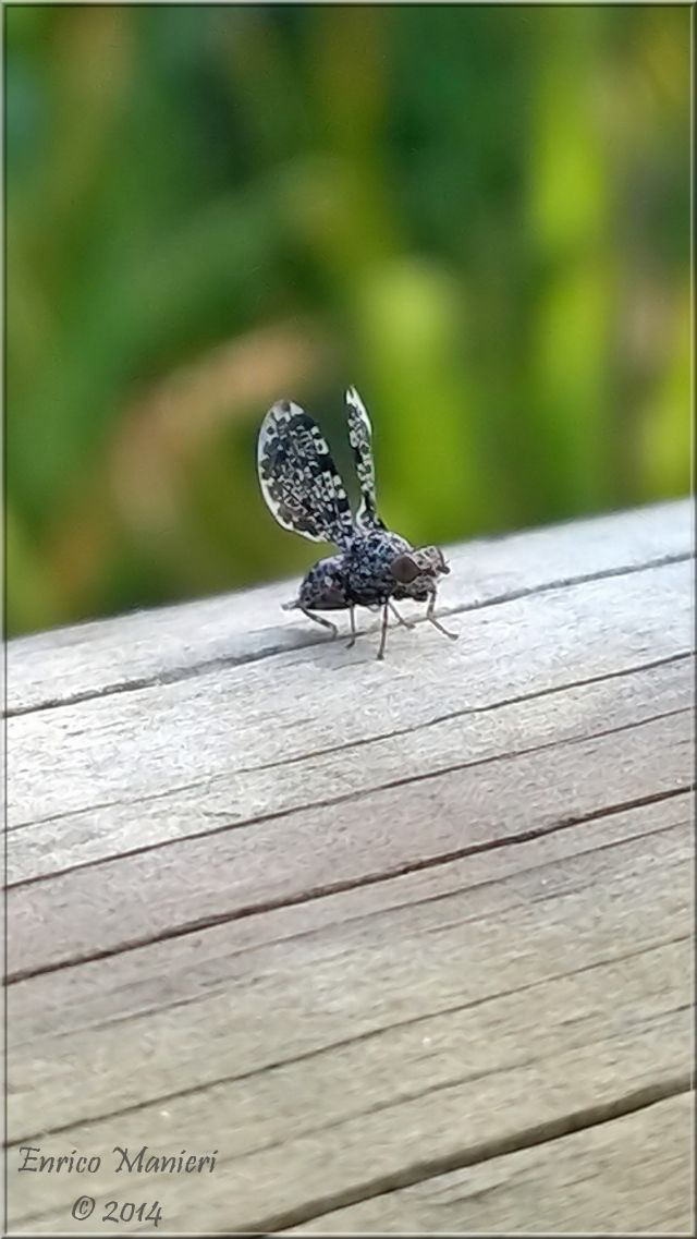 Callopistromyia annulipes - Ulidiidae