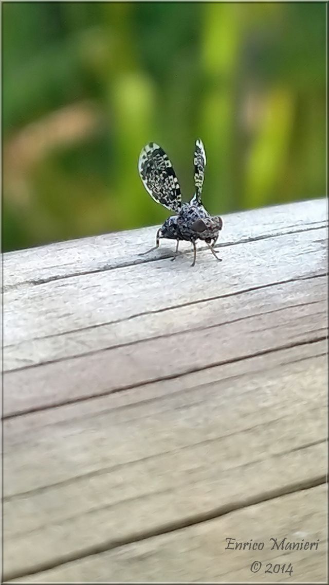 Callopistromyia annulipes - Ulidiidae