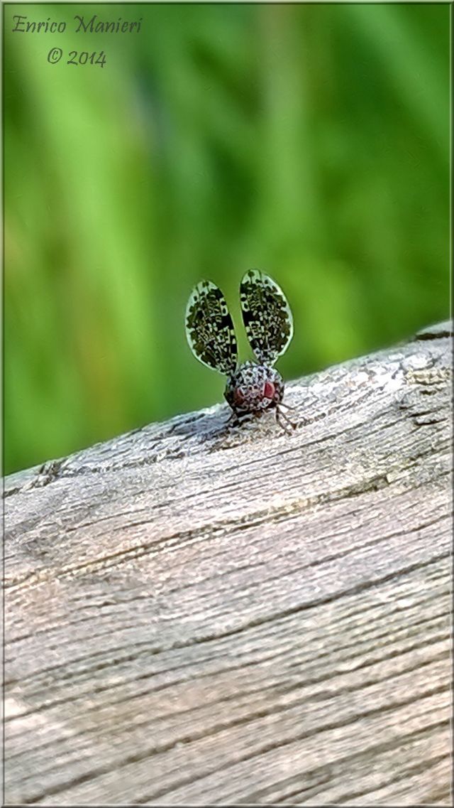 Callopistromyia annulipes - Ulidiidae