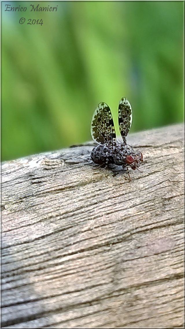 Callopistromyia annulipes - Ulidiidae