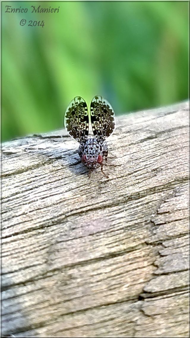 Callopistromyia annulipes - Ulidiidae