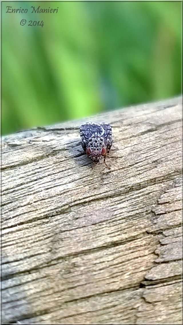 Callopistromyia annulipes - Ulidiidae