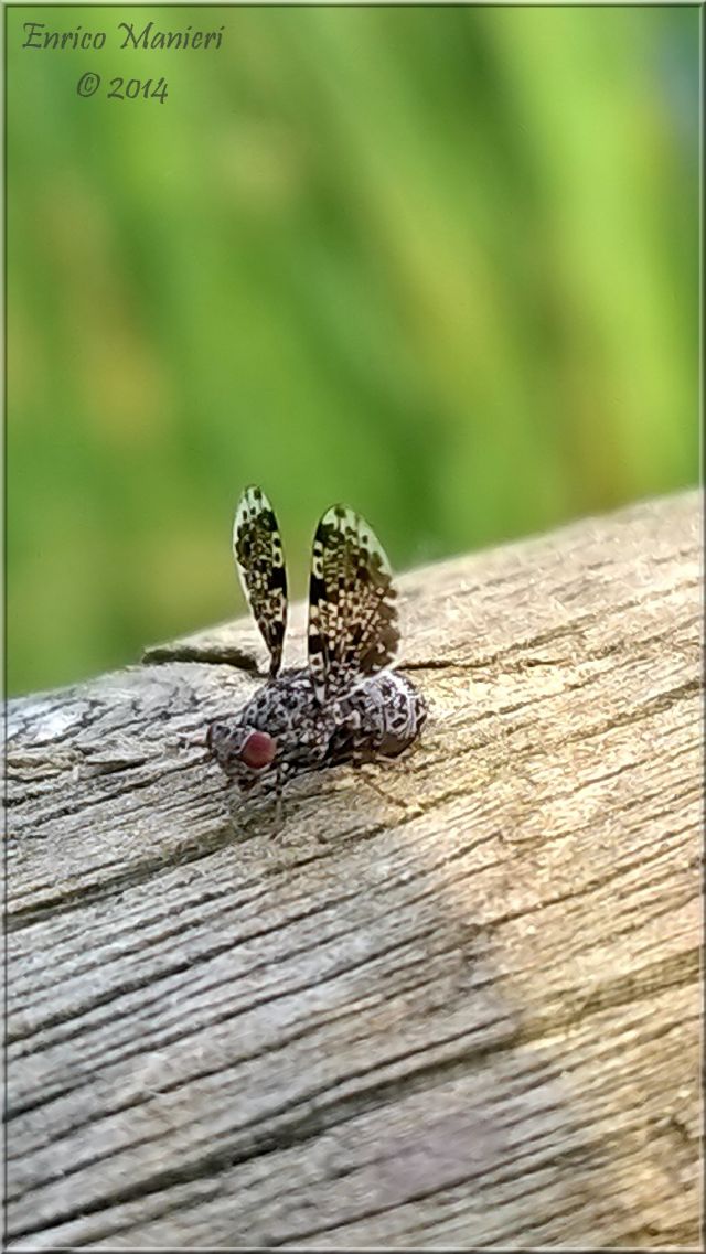 Callopistromyia annulipes - Ulidiidae