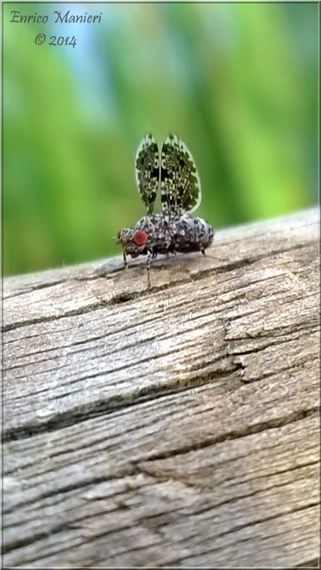 Callopistromyia annulipes - Ulidiidae