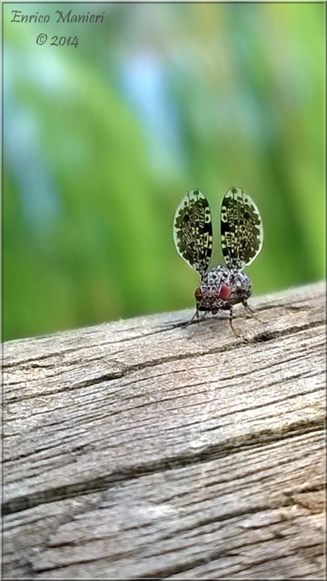 Callopistromyia annulipes - Ulidiidae