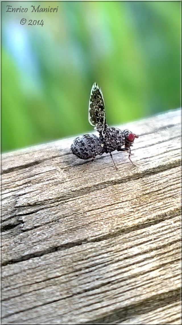 Callopistromyia annulipes - Ulidiidae