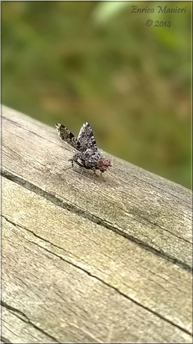 Callopistromyia annulipes - Ulidiidae