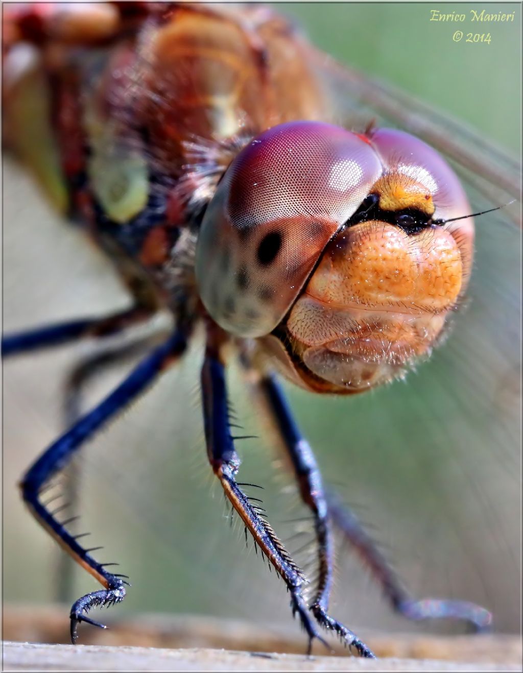 Sympetrum striolatum?