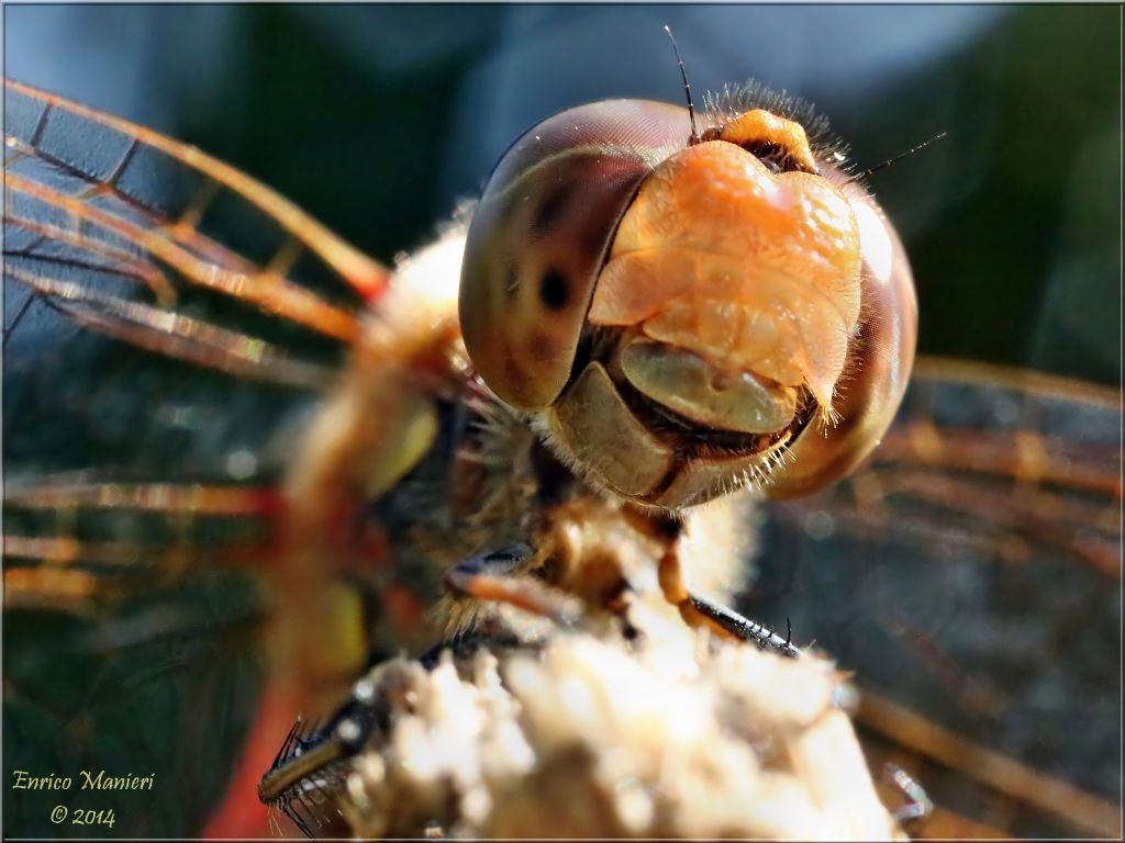 Sympetrum striolatum?