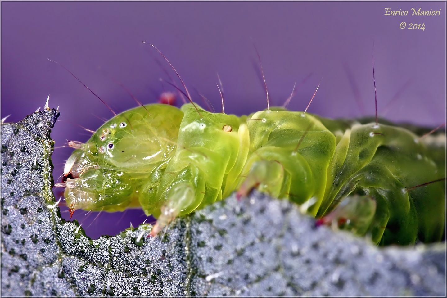 Chrysodeixis chalcites