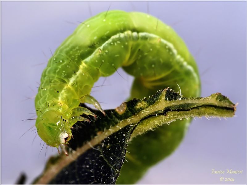 Chrysodeixis chalcites