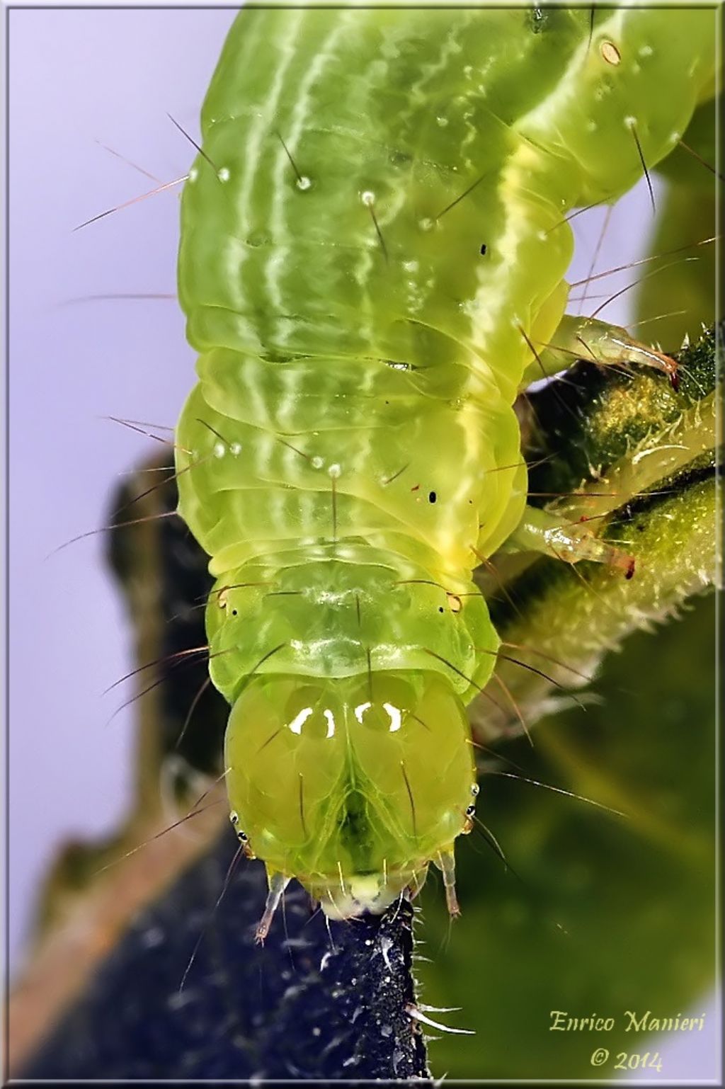 Chrysodeixis chalcites