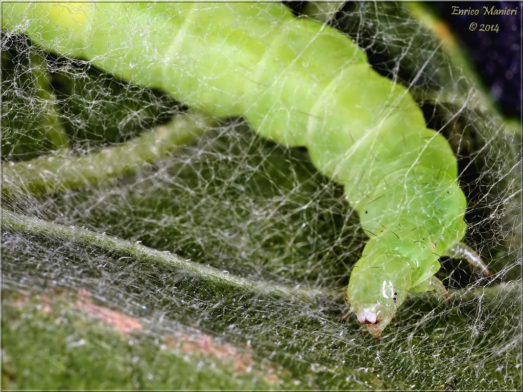 Chrysodeixis chalcites