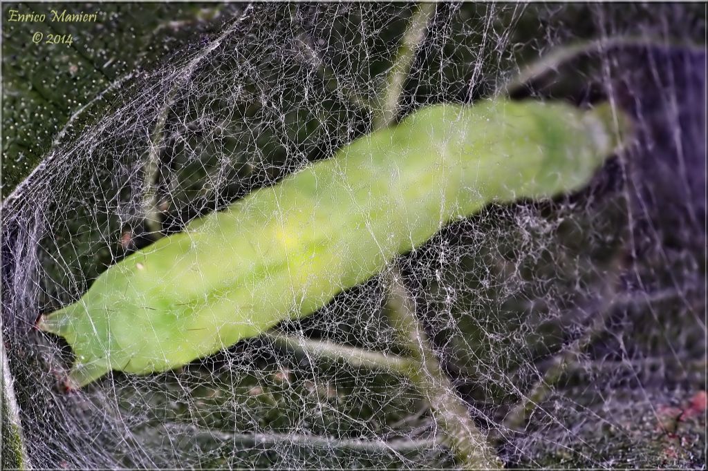 Chrysodeixis chalcites