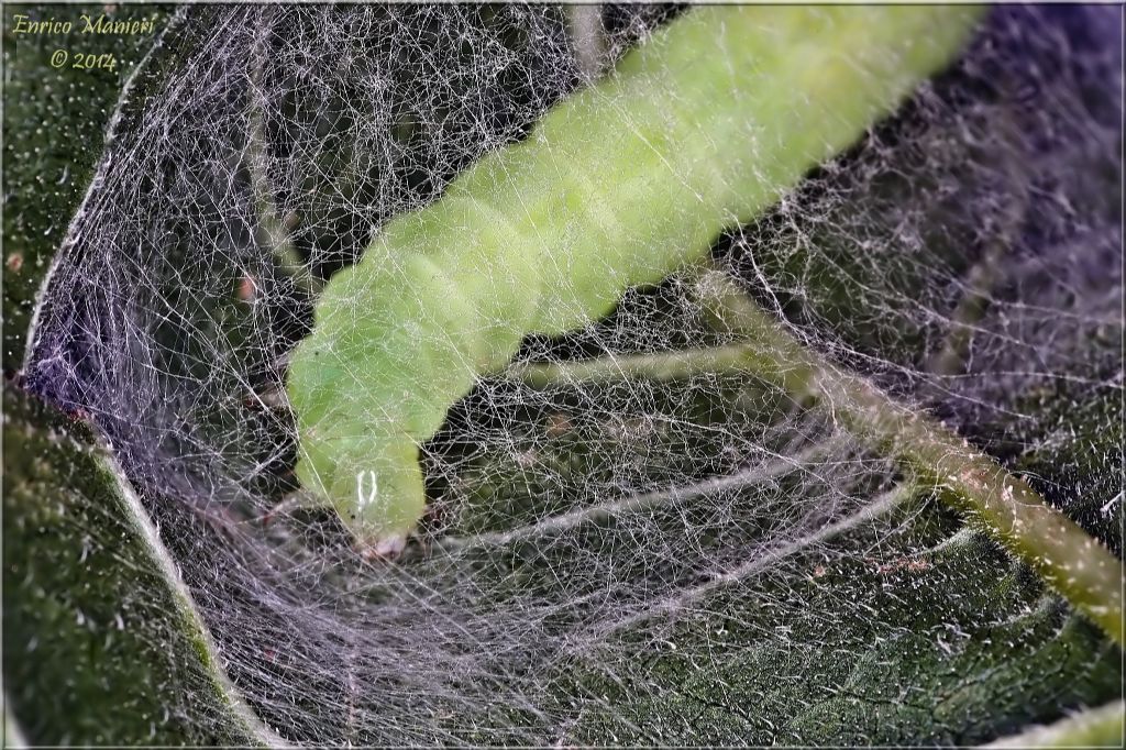 Chrysodeixis chalcites