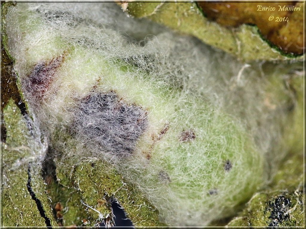 Chrysodeixis chalcites