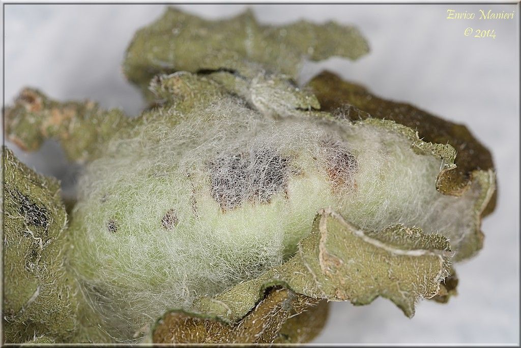 Chrysodeixis chalcites