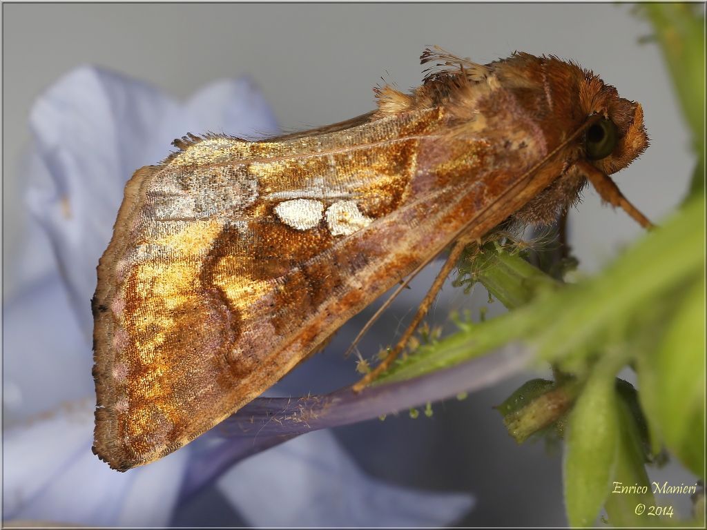 Chrysodeixis chalcites