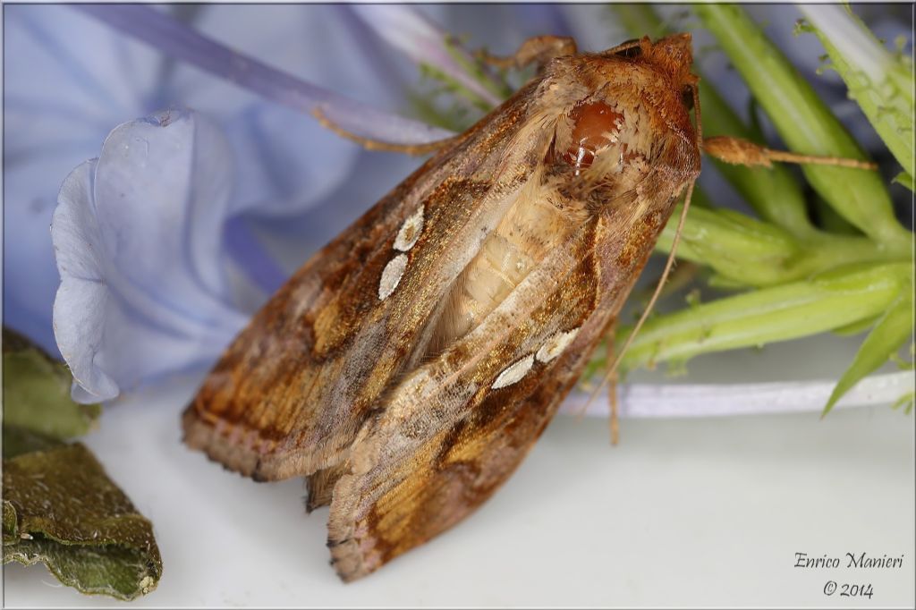 Chrysodeixis chalcites