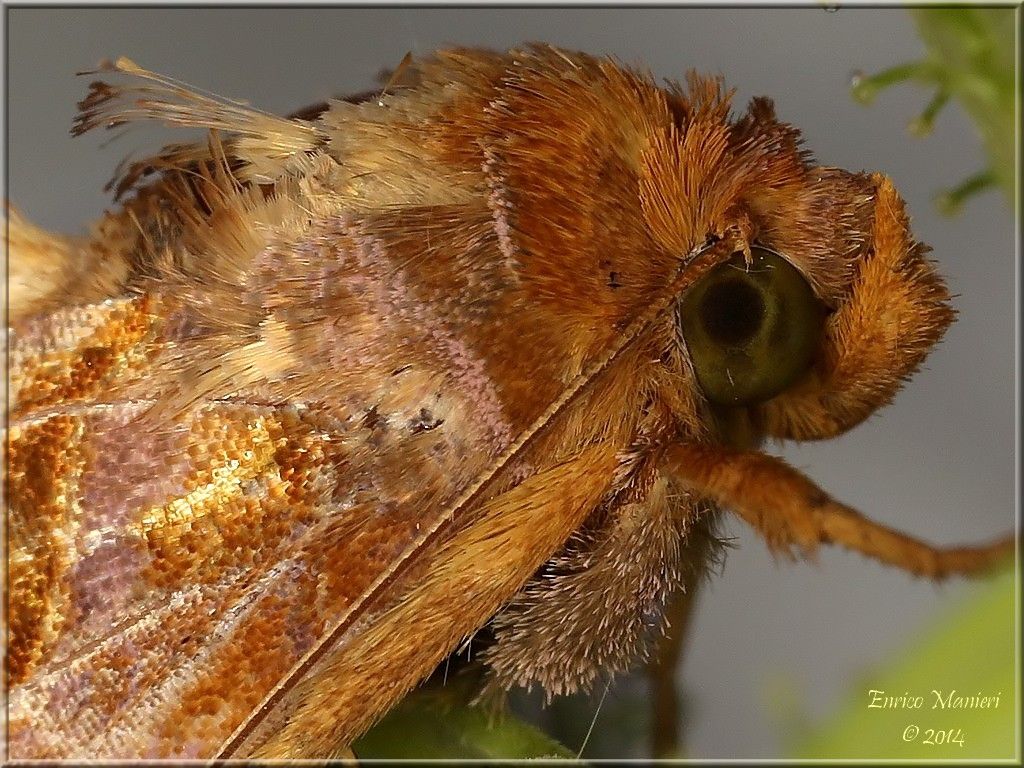 Chrysodeixis chalcites