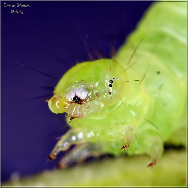 Chrysodeixis chalcites