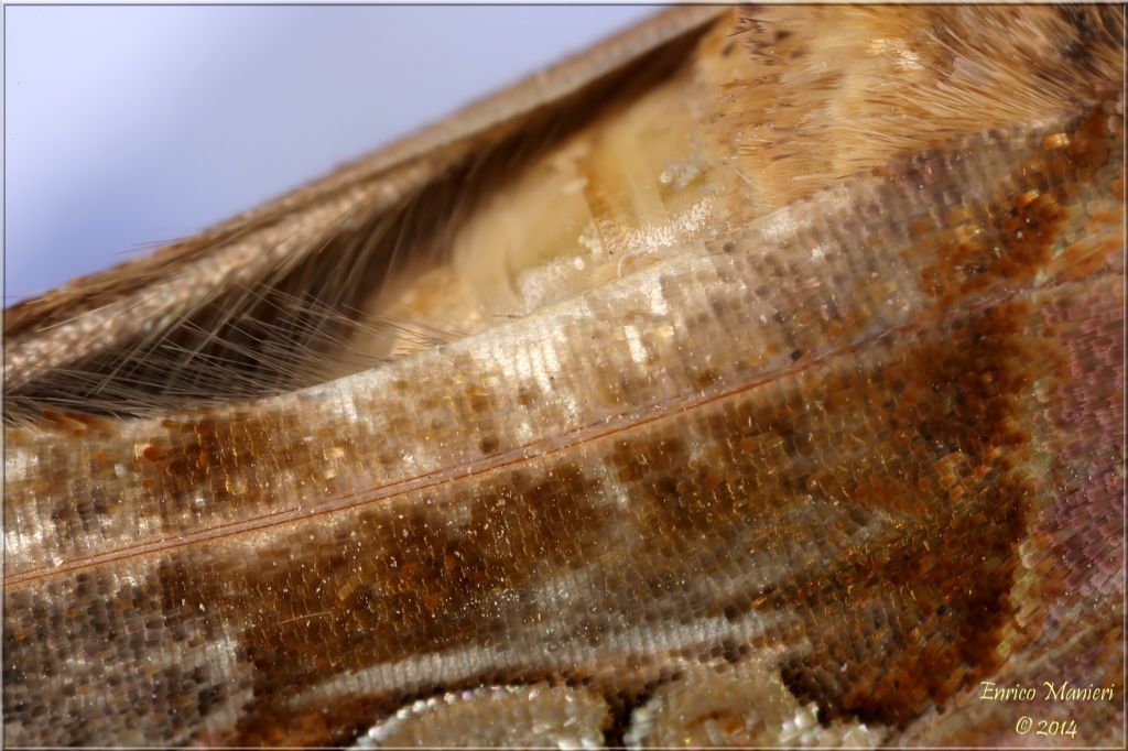 Chrysodeixis chalcites