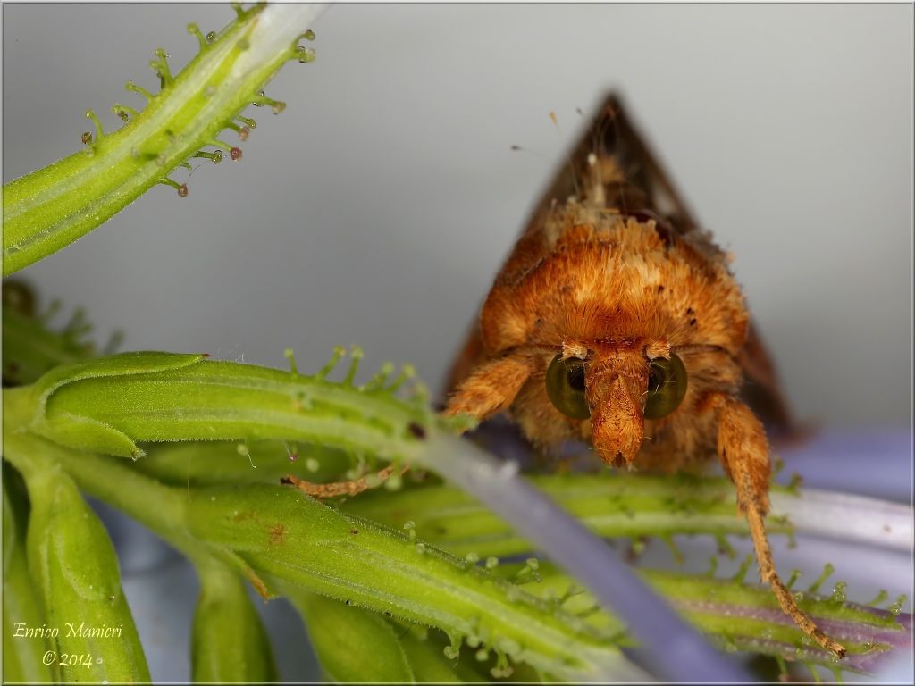 Chrysodeixis chalcites