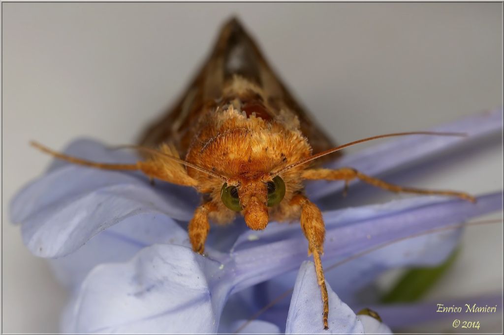 Chrysodeixis chalcites