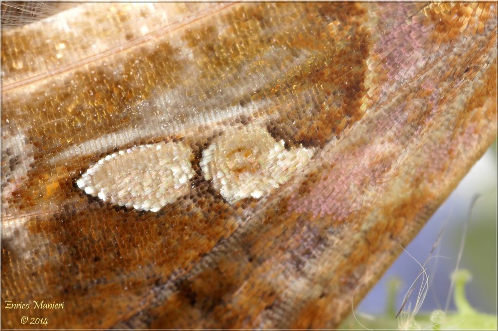 Chrysodeixis chalcites