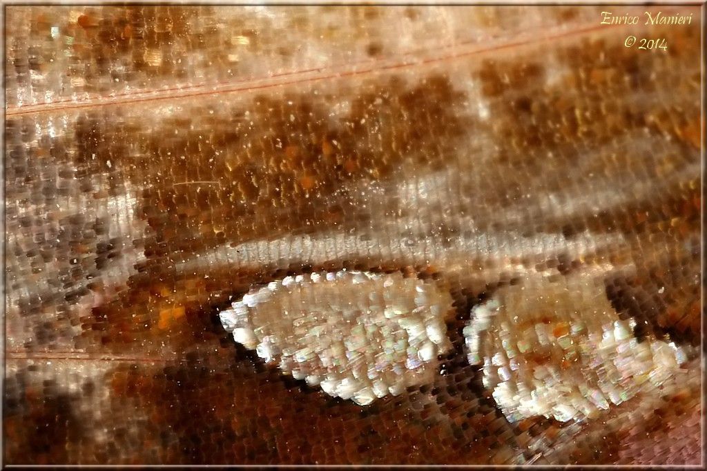 Chrysodeixis chalcites