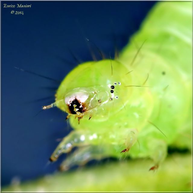 Chrysodeixis chalcites