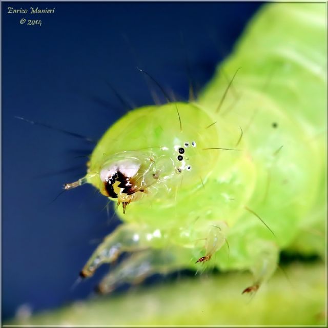 Chrysodeixis chalcites