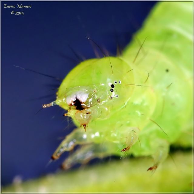 Chrysodeixis chalcites